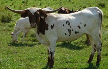 HIRED HAND X ANNIE OAKLEY HEIFER