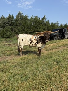 HJR Heifer 56