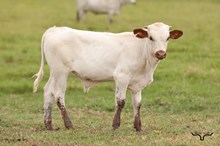 HL Brilliance Bull Calf 2026