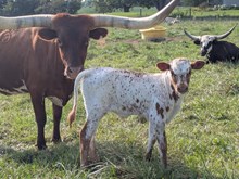 COCHISE X HOOSIER BULL
