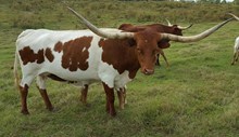 HORSESHOE J JAMBOREE