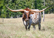 HR Cowboys Rescue
