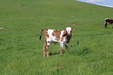 HRT Mazari's 2-27-24 bull