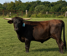 HVH BLACK BETTY