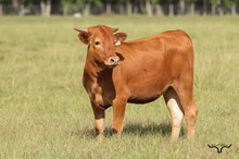 Haddie Winn Heifer 2026