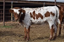 HR AWESOME REB X HL HEADS UP TAG 607