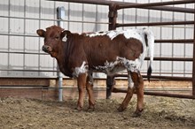 HR AWESOME REB X HL HEADS UP TAG 605