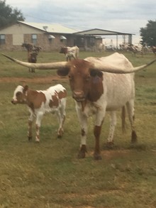 Heart Bull Calf