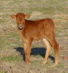 Heavenly 17 bull