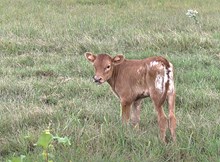 Heavy Lady Calf