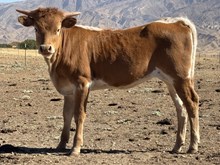 HRT Gold School Calf