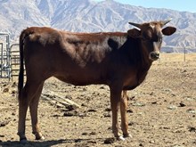 Silver Parker Calf