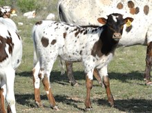 KDK THOR'S HENRIETTA