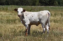 LL LIL RED PISTOL X JBR HIGH VOLTAGE TAG 604