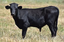 CR EBONY COWGIRL X JBR HIGH VOLTAGE (B)