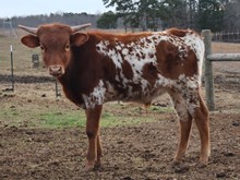Bull Calf (SOLD)