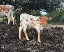 Bull calf - 9/5