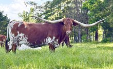 Horseshoe J Audacious
