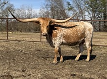 Horseshoe J Keeper