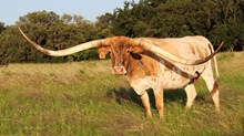 HOUDINI PRANCER