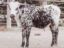 3P HANDSOME HOWDY