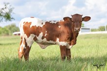 Hubbells Rio Riviera Heifer 2026