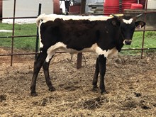 IM BULL 41/18