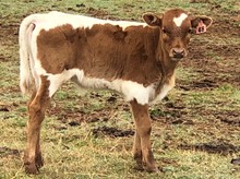 IM BULL 48/18