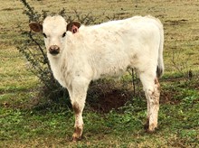 IM BULL 49/18