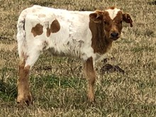 IM BULL 51/18
