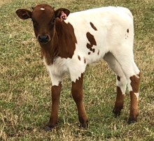 IM BULL 52/18