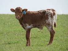 IM BULL 56/17