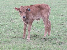 IM BULL 59/17