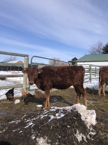 I M Bar Calf #25
