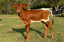 Kona 2026 Heifer Calf