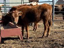 Falcon/Cherry Steer
