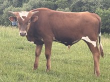 2025 Bull (Dally Up)