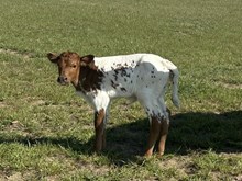 Plead the Fifth x Idyl heifer calf