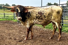Gracie Bull