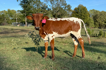 WP DIXIE CLAW