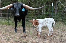 Route 20 2026 Heifer Calf