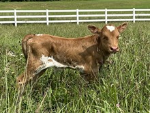 Althea's Bull Calf