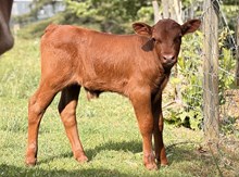 2026 Bull (Grande Desire)