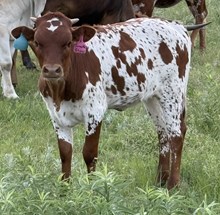 SMOKE SHOW HEIFER