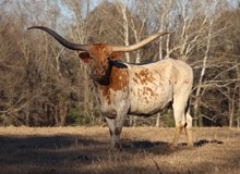 HBR Outlaw Altha