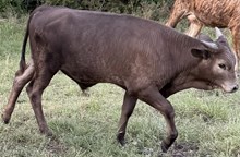 Kiddo (steer)