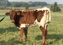 Big League x Sassy Kay heifer