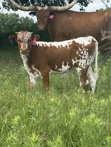 TABOO HEIFER