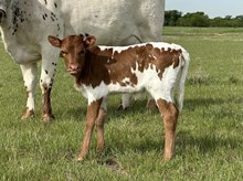 Plead the Fifth x Emmy heifer calf