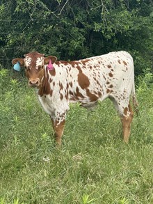 NELLY HEIFER